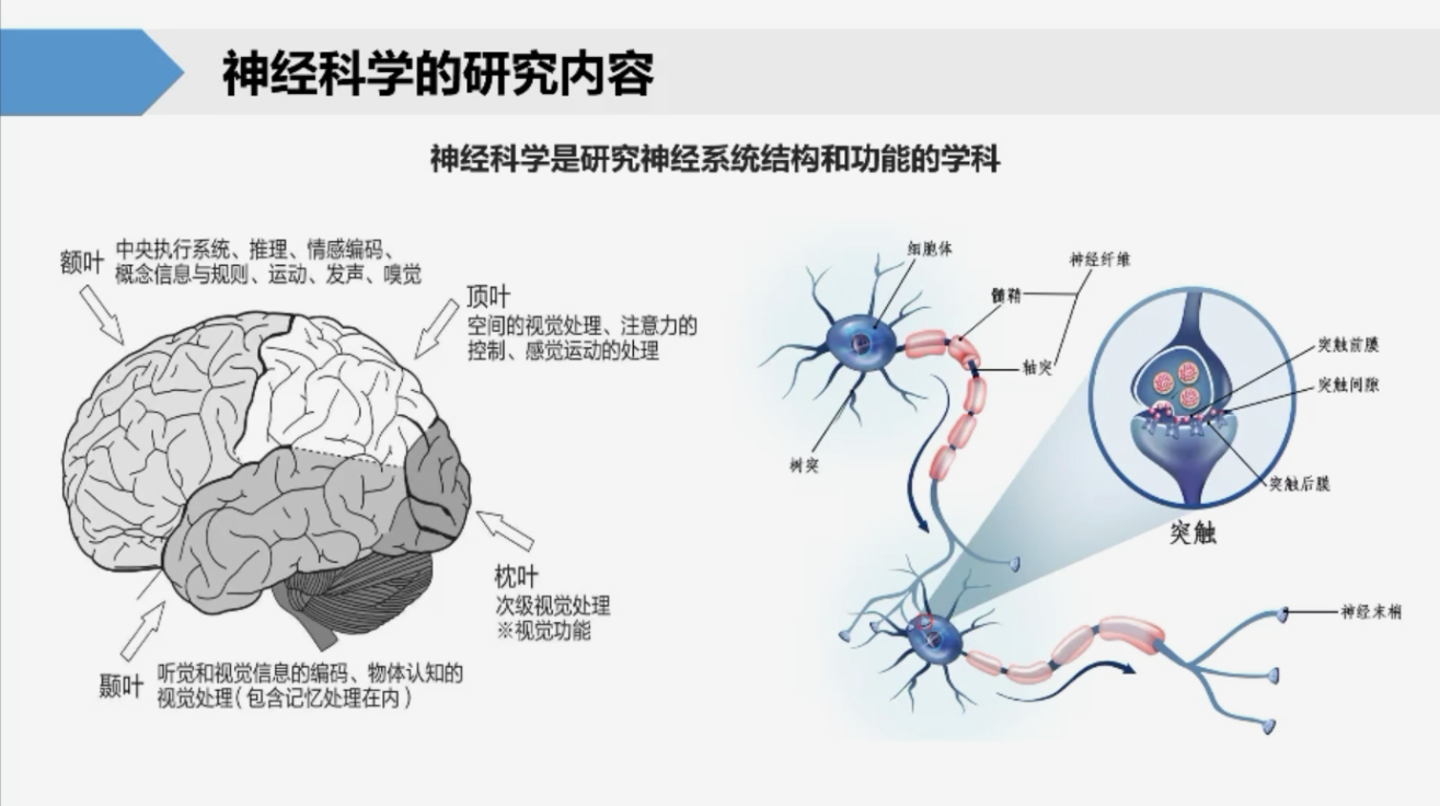 直播回顧｜神經調控與檢測技術：探秘大腦研究的科技前沿